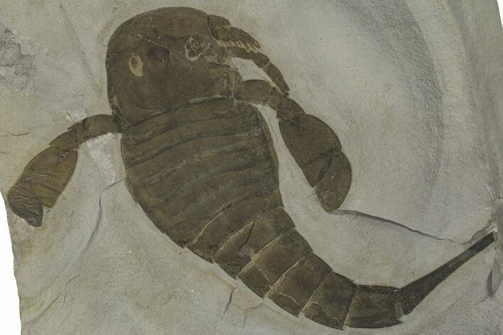 Eurypterus (Sea Scorpion) Fossil - New York #369311
